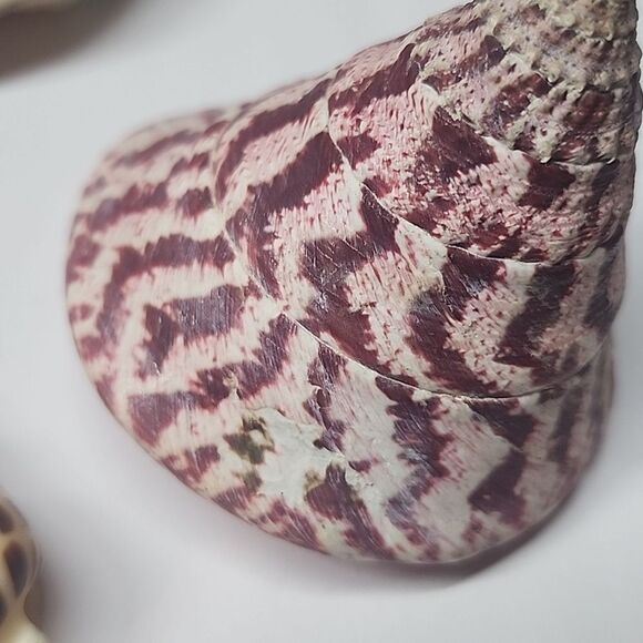 Unique Seashells Lot of 3 - Picture 4 of 7